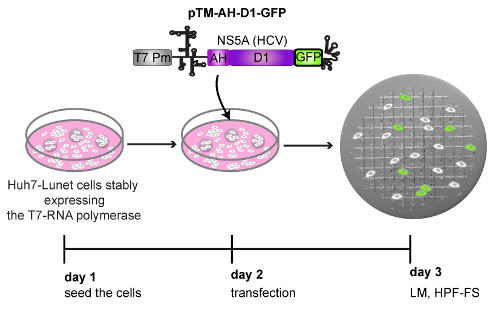 HCV RNA replication experimental diagram: cell transfection and fluorescence microscopy result.