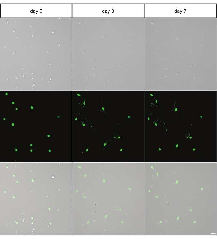 Preparation of a High-quality Primary Cell Culture from Fish Pituitaries