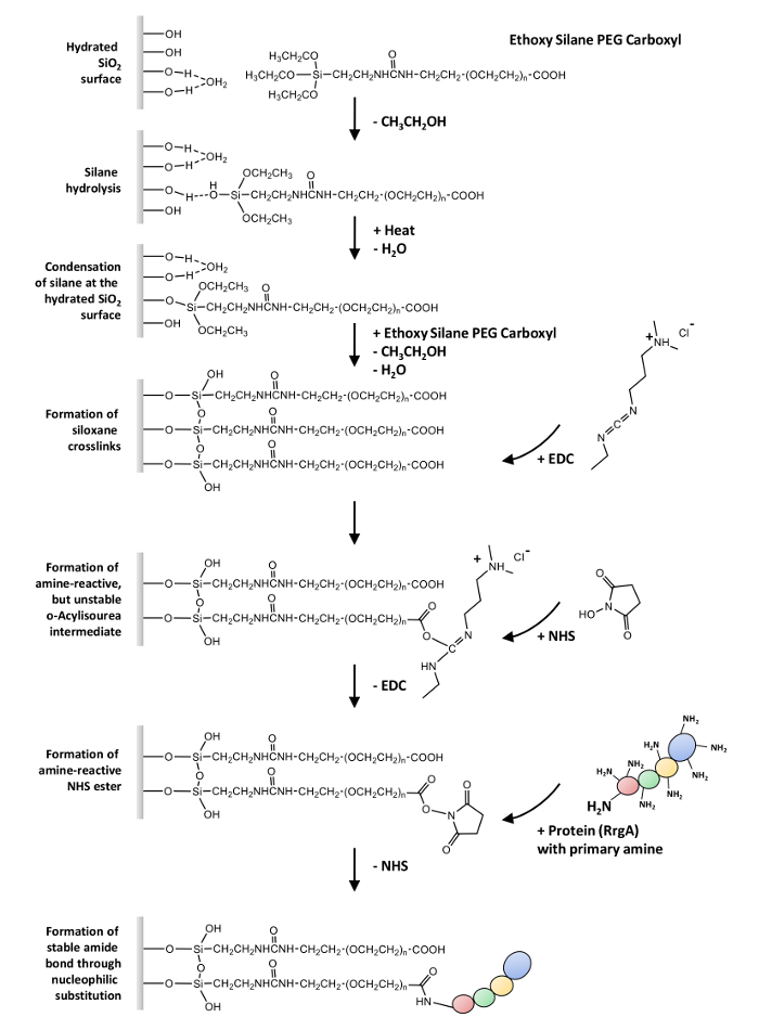 Silane hydrolysis, crosslink formation, amine NHS ester; diagram showing chemical bonding process.