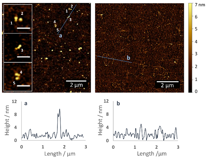 Atomic force microscopy diagram: nanoscale surface topography, height profiles, data analysis graphs.