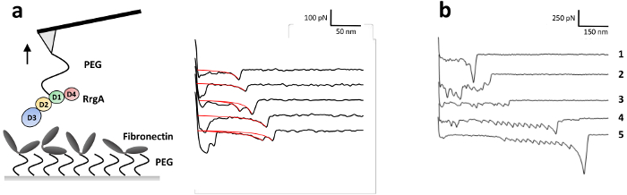 Single-molecule force spectroscopy diagram analyzing protein-ligand bonds with force-extension curves.