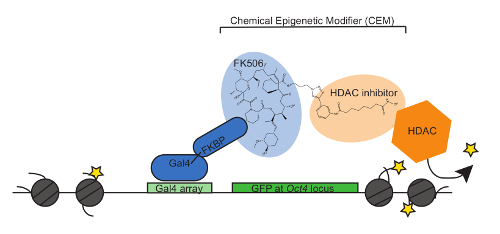 Chemical epigenetic modifier diagram, FK506 and HDAC inhibit gene expression via epigenetic pathways.