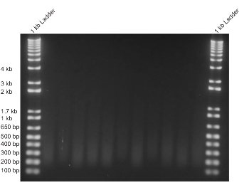 Gel electrophoresis result; DNA fragments, ladder, size comparison; genetics experiment.