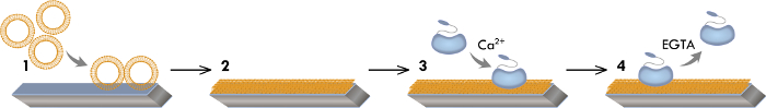 figure-results-5 Phospholipid bilayer assembly diagram with Ca²⁺, EGTA interactions for cellular membrane research.