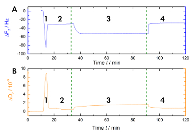 figure-results-6 Graph of frequency shift vs time, showing stages in chemical process, ΔF/Hz, ΔD/10⁶, data analysis.