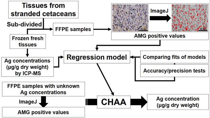 figure-introduction-1 Tissue analysis diagram; ICP-MS Ag concentration assessment, regression model, data via ImageJ.