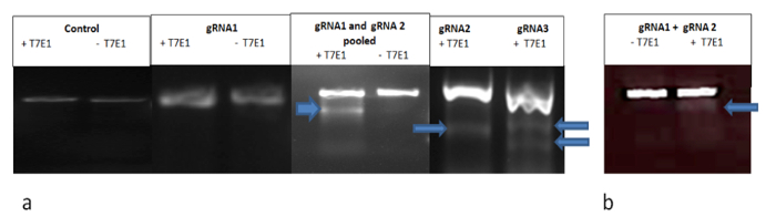 figure-results-3 Gel electrophoresis results with T7E1 assay for gRNA efficiency; DNA cleavage shown in lanes.