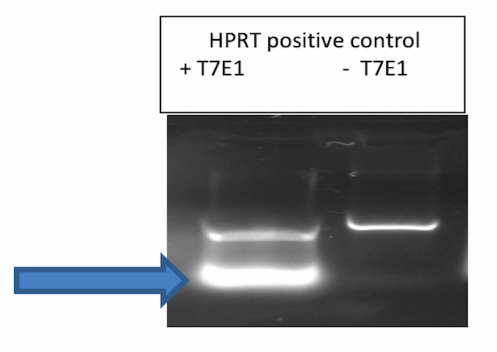 figure-results-4 Electrophoresis result, HPRT control with T7E1 enzyme, DNA band analysis.