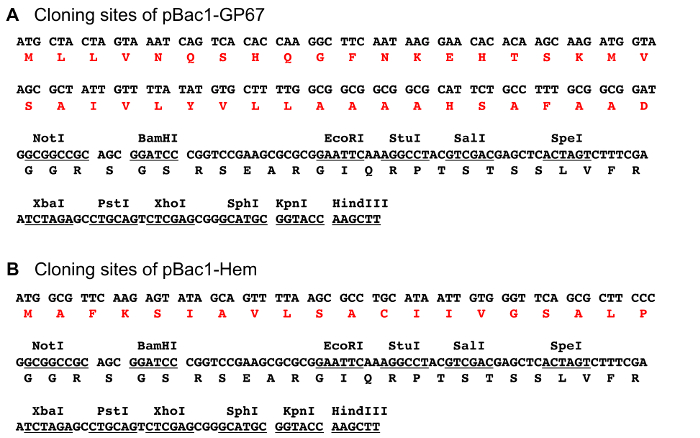 Cloning site diagrams of pBac plasmids with restriction sites; DNA sequences labeled in red.