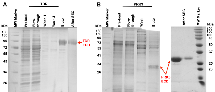 SDS-PAGE gel analysis, TDR and PRK3 protein purification, electrophoresis results, molecular markers.