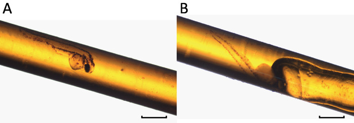 Capillary fluid dynamics; optical microscopy image; bubble and fluid flow analysis in microchannel.