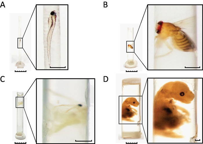 Zebrafish, fruit fly, and rodent embryos under microscopy; developmental biology experiment.