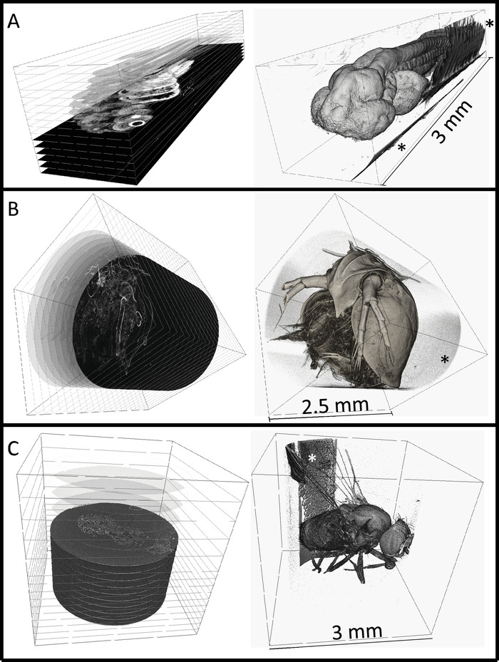 3D microscopy of insects; diagram showing volume rendering and scanning electron microscopy (SEM) results.