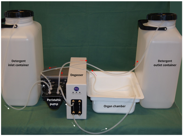 Organ decellularization setup; peristaltic pump, degasser, organ chamber for tissue processing.