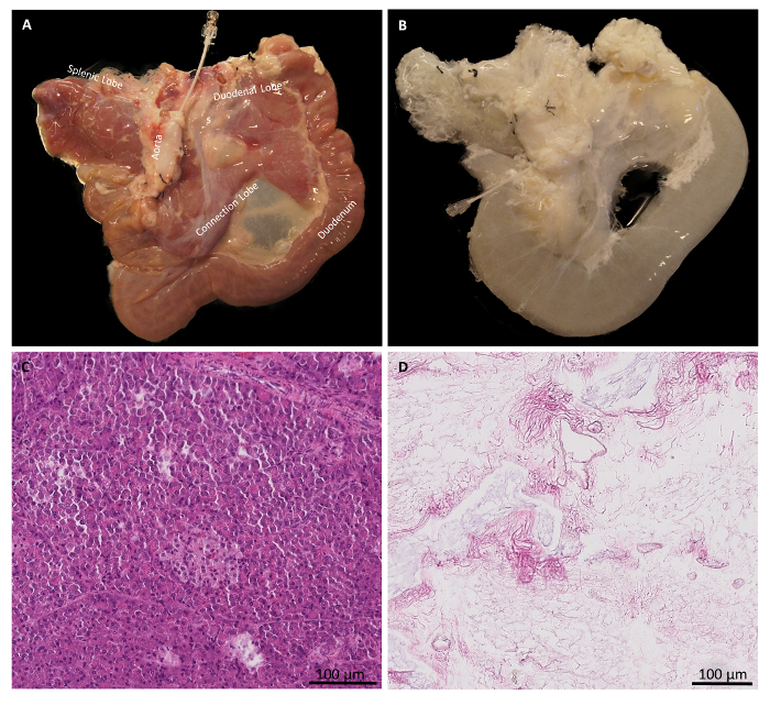 Anatomy of tissue samples with histology images; morphological structure comparison; microscopy.