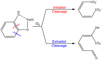 Aromatic ring cleavage diagram; intradiol and extradiol pathways; Fe(II) catalysis; reaction process.