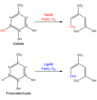 Gallic acid, protocatechuate oxidation reaction; diagram shows catalytic enzyme DesB, LigAB with Fe(II), O2.