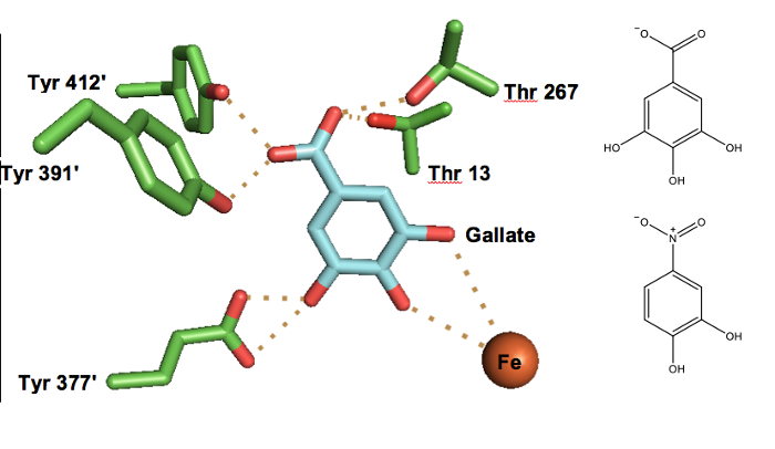 Chemical structure of Fe-gallate complex; protein interactions diagram; Tyr, Thr residues.