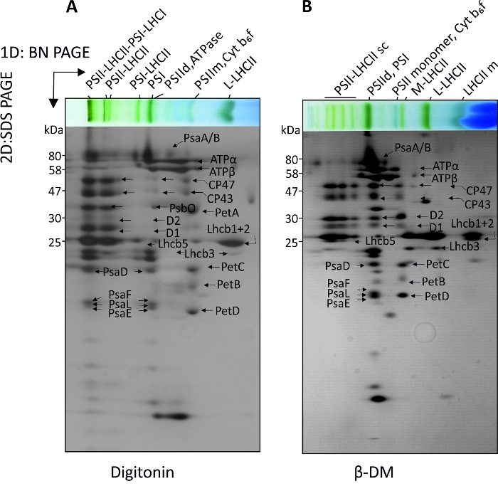 2D electrophoresis gel, protein complexes, SDS-PAGE, photosynthesis analysis, molecular weight bands.