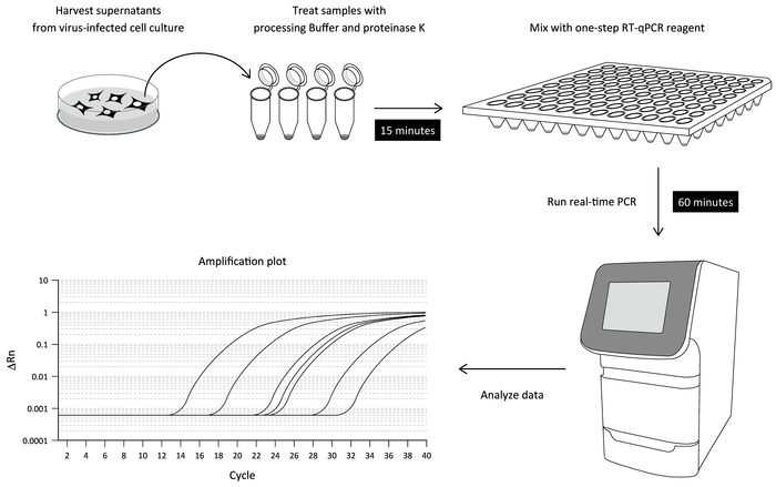 figure-results-1 Virus detection RT-qPCR setup with amplification plot, highlighting data analysis process.