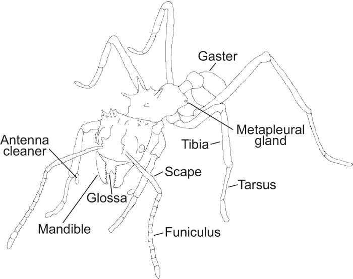 Ant anatomy diagram with labeled parts: gaster, mandibula, tibia, metapleural gland, for study.