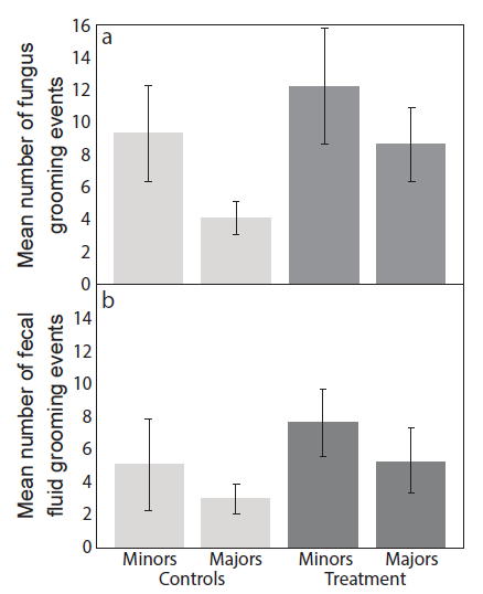 Bar chart comparing fungus and fecal grooming events in minors and majors for control and treatment.