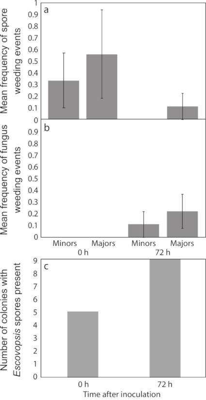 Mean frequency of spore and fungus weeding events chart; Escovopsis spores presence over time analysis.