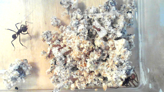 Ants cultivating fungal garden for food decomposition in ecological study experiment.