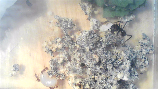 Ant-fungus mutualism; ants tending fungus garden; ecological interaction; laboratory observation.