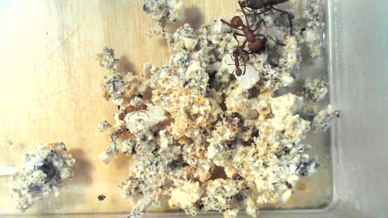 Ant colony with fungus garden cultivation on substrate in laboratory study of mutualistic behavior.