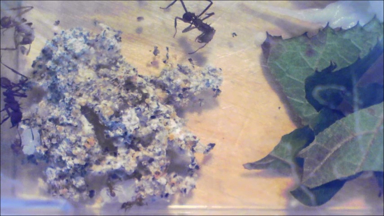 Leafcutter ant colony cultivation process, showing fungus garden and leaves within an experiment setup.