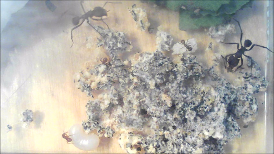 Ant colony behavior, fungus farming, microscope image, leaf-cutter ants, ecological interaction research.