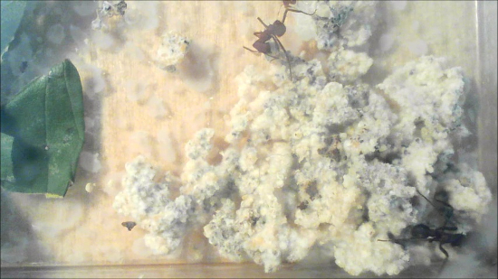 Leaf-cutter ants on fungus garden, ecological interaction, ant-fungal mutualism, top-view photo.