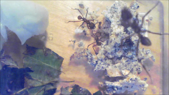 Ant colony behavior study, leaf-cutting ants processing leaves for fungus cultivation, experimental setup.