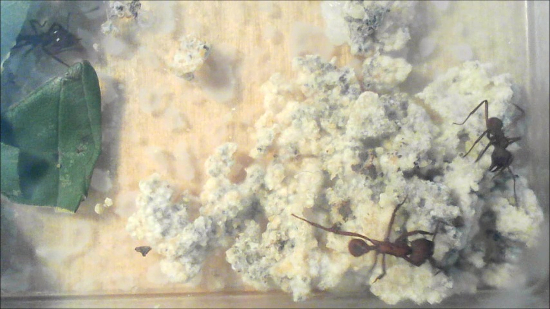 Leafcutter ants cultivating fungus in an ant farm, showcasing symbiotic relationship study.