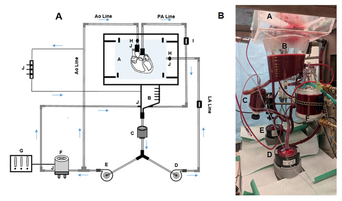 Heart-lung perfusion system diagram and photo of equipment setup for circulatory flow experiment.