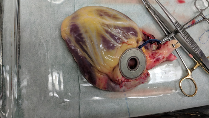 Heart experiment with artificial valve placement, surgical setup, cardiovascular research, lab analysis.
