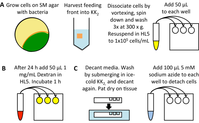 Cell culture process diagram with bacterial growth on agar, dextran incubation, sodium azide detaching.