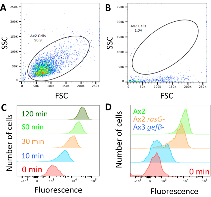 figure-results-1 Flow cytometry scatter plots and histograms showing cell fluorescence over time and different genotypes.