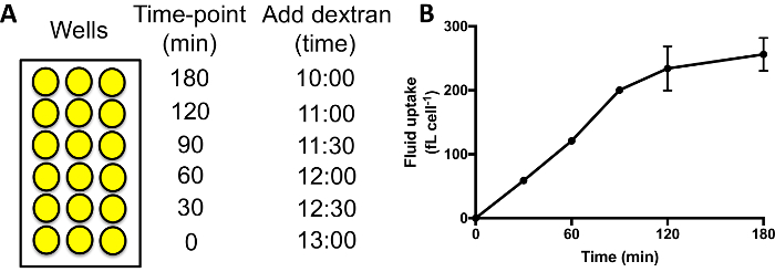 figure-results-2 Microplate assay diagram with time-points for dextran addition; graph shows fluid uptake over time.