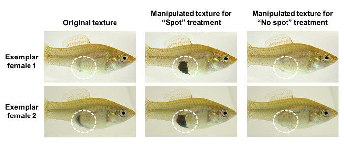 Fish texture manipulation for study; original, spot, no-spot treatment comparison.