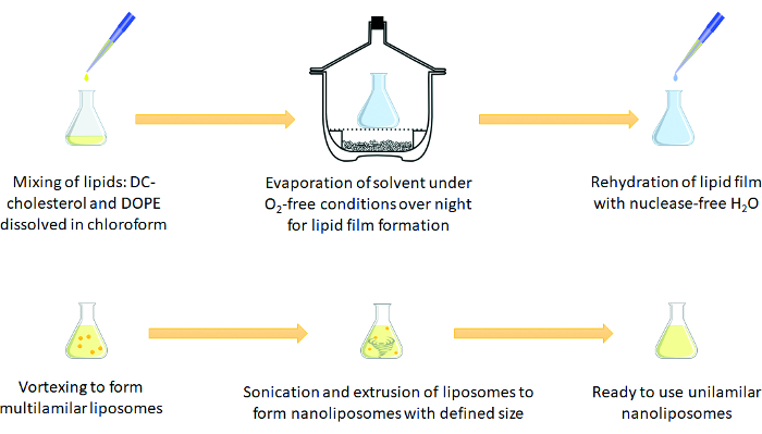figure-results-1 Lipid nanoparticle synthesis diagram: lipid mixing, solvent evaporation, liposome extrusion process.