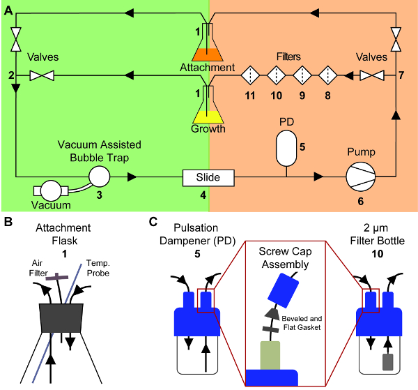 Real-time Imaging and Quantification of Fungal Biofilm Development ...
