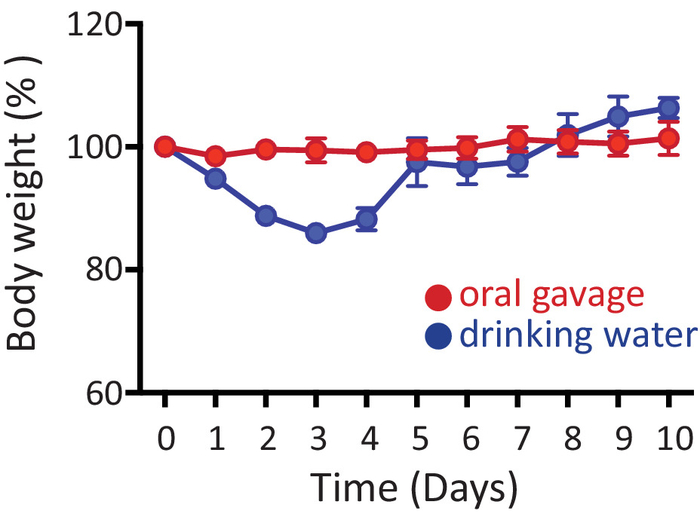 Body weight change graph; oral gavage vs. drinking water over 10 days, line chart analysis.