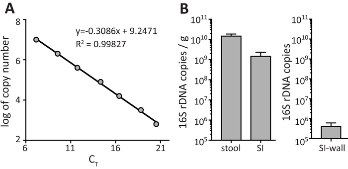 qPCR data analysis showing standard curve and 16S rDNA quantification in stool, SI, and SI-wall.