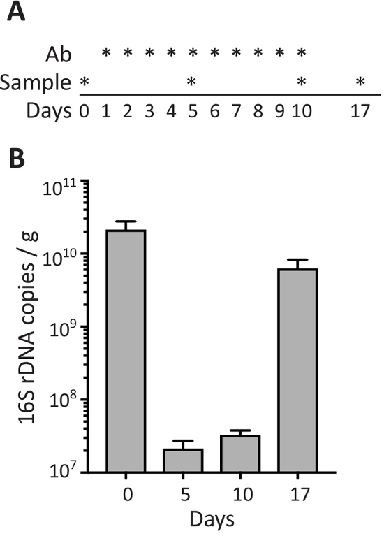 Antibiotic administration timeline and 16S rDNA copy number bar chart, microbial study analysis.