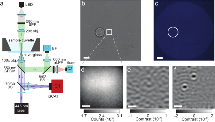 Optical microscopy setup for iSCAT analysis; includes laser, sample cuvette, and detection diagrams.