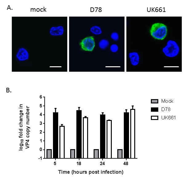 figure-results-2 Fluorescence microscopy of infected cells; VP4 expression bar graph; viral replication analysis.