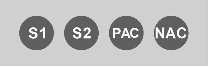 "Neuron labeling diagram: S1, S2, PAC, NAC; brain study regions key for neuroscience research."