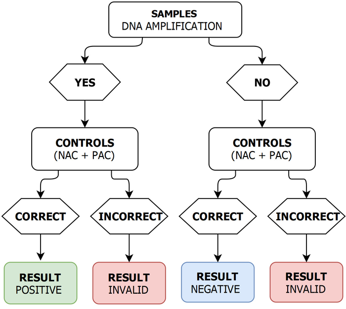 DNA amplification process; flowchart illustrating experimental controls and result validation steps.
